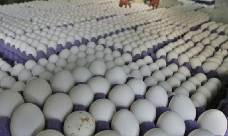 Цены на яйца в странах. Куриные яйца Халяль. Яйца моя цена.