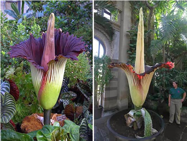 تعرف على زهرة الجثة  The-largest-flower-in-the-world-in-Switzerland